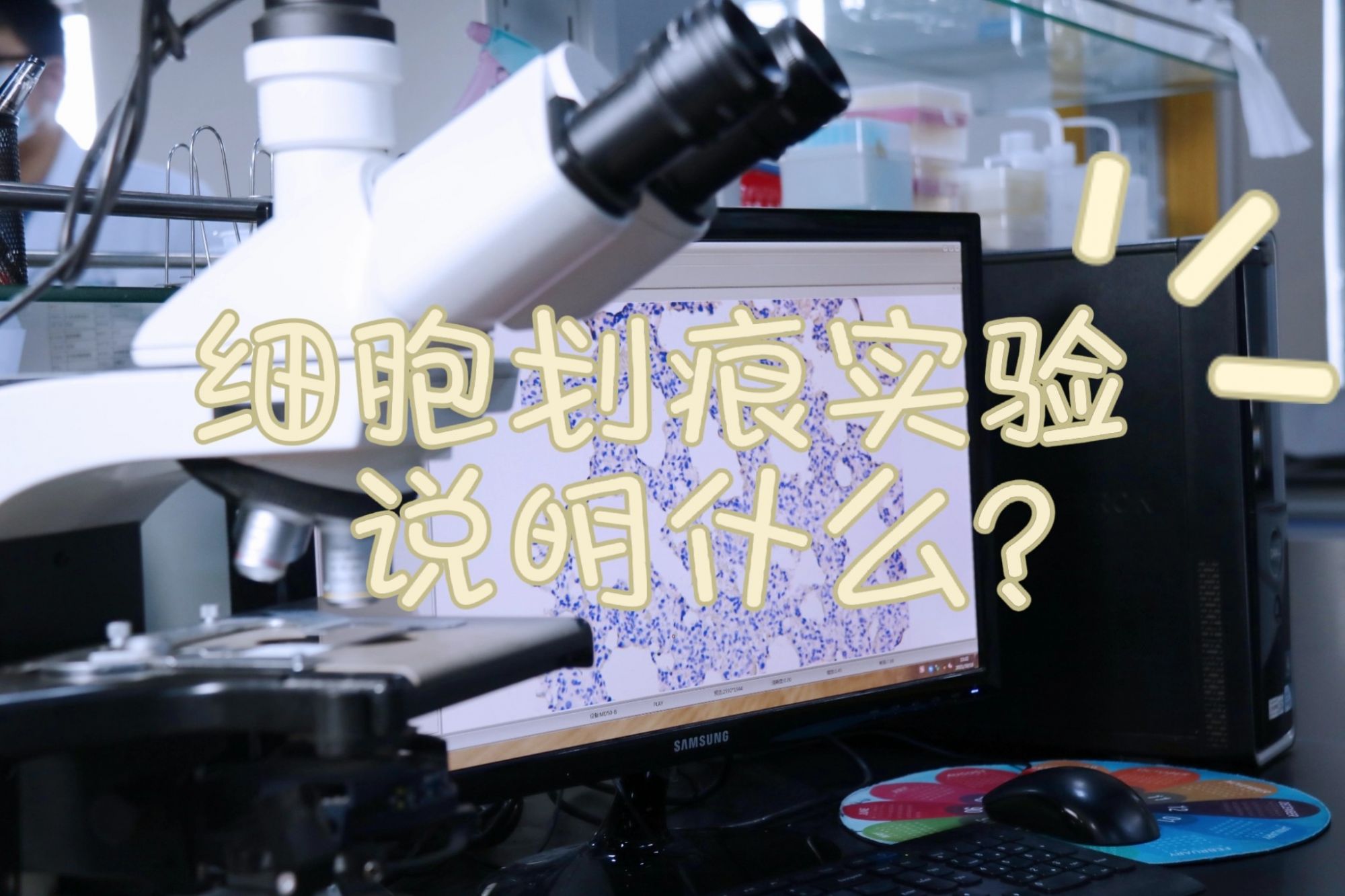 细胞划痕实验说明什么？