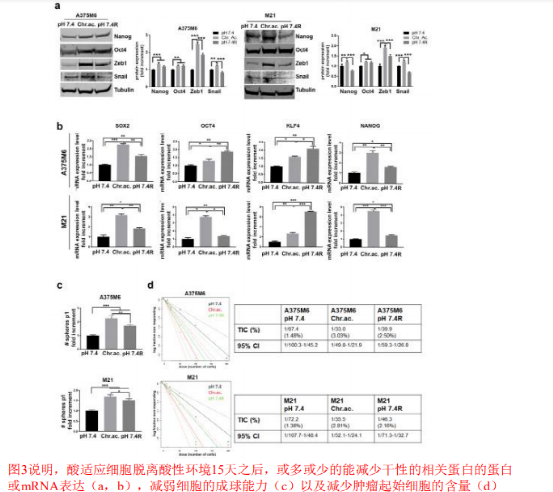 【跟着文献搞课题】之 酸性肿瘤微环境研究思路