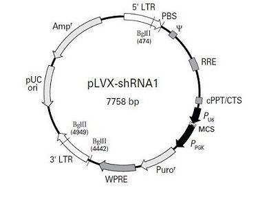  shRNA载体构建实验的详细过程