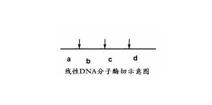 酶切位点是什么？