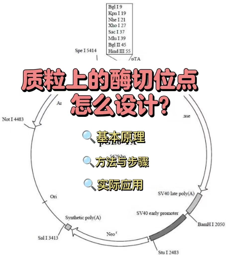 酶切位点怎么设计？