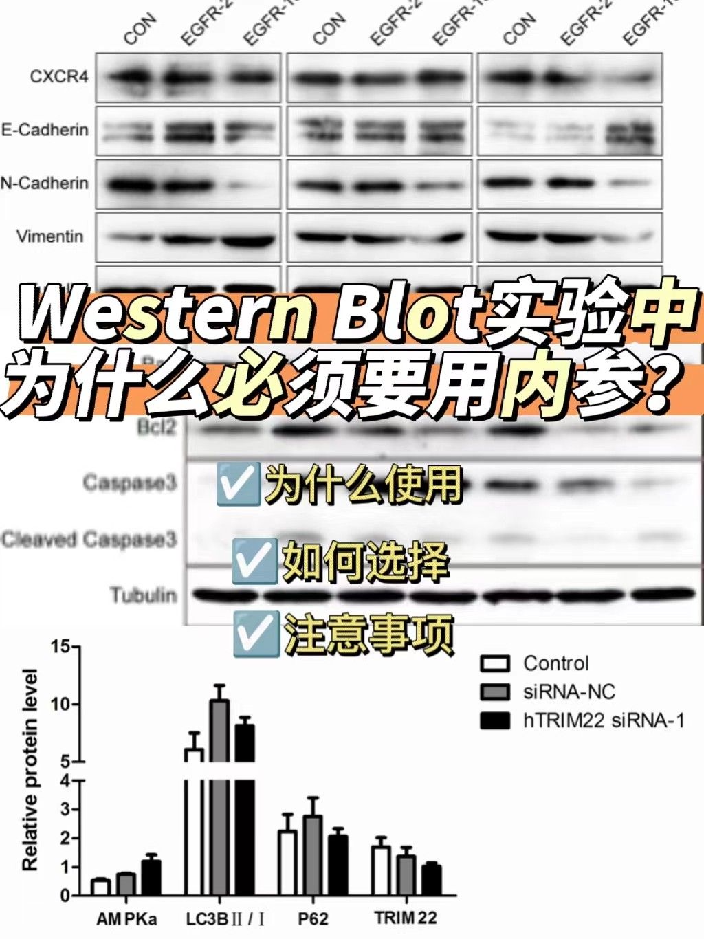western blot为什么必须要用内参?