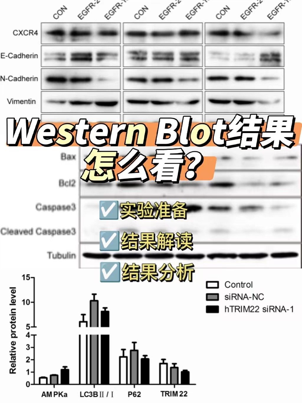 western blot结果怎么看？【新手基础】