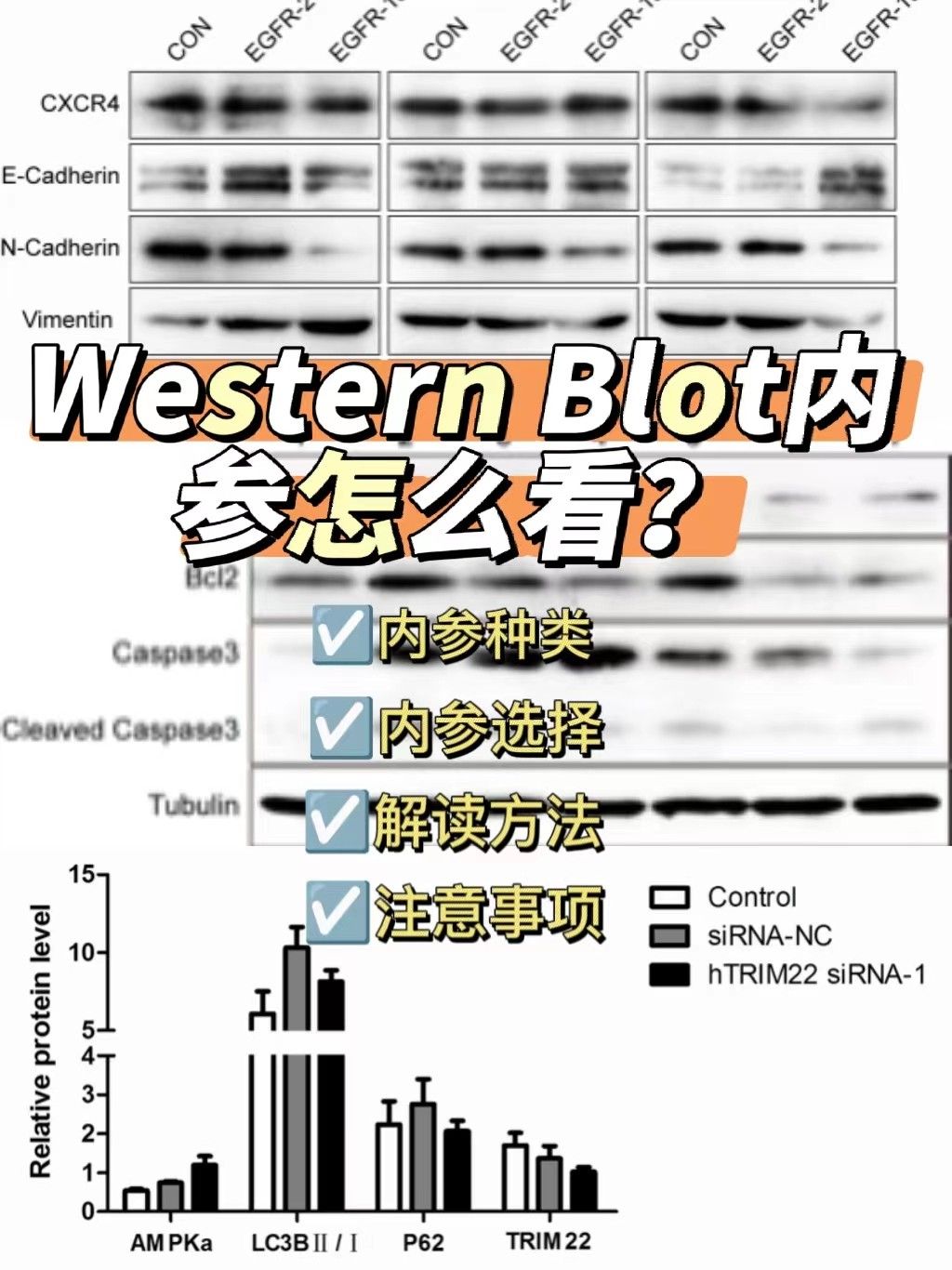 western blot内参怎么看？