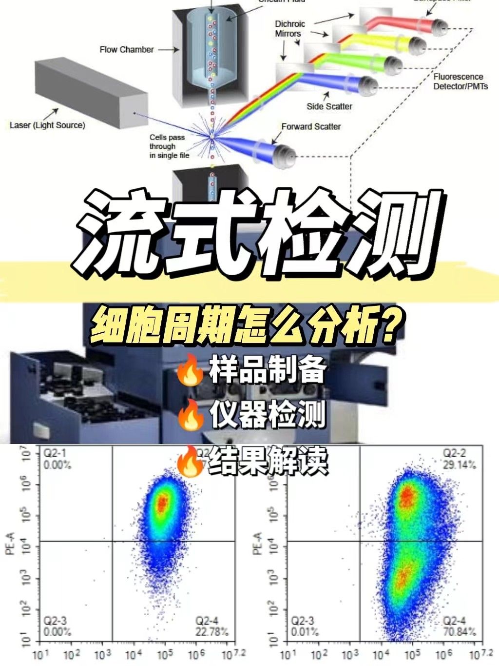 流式检测细胞周期怎么分析？