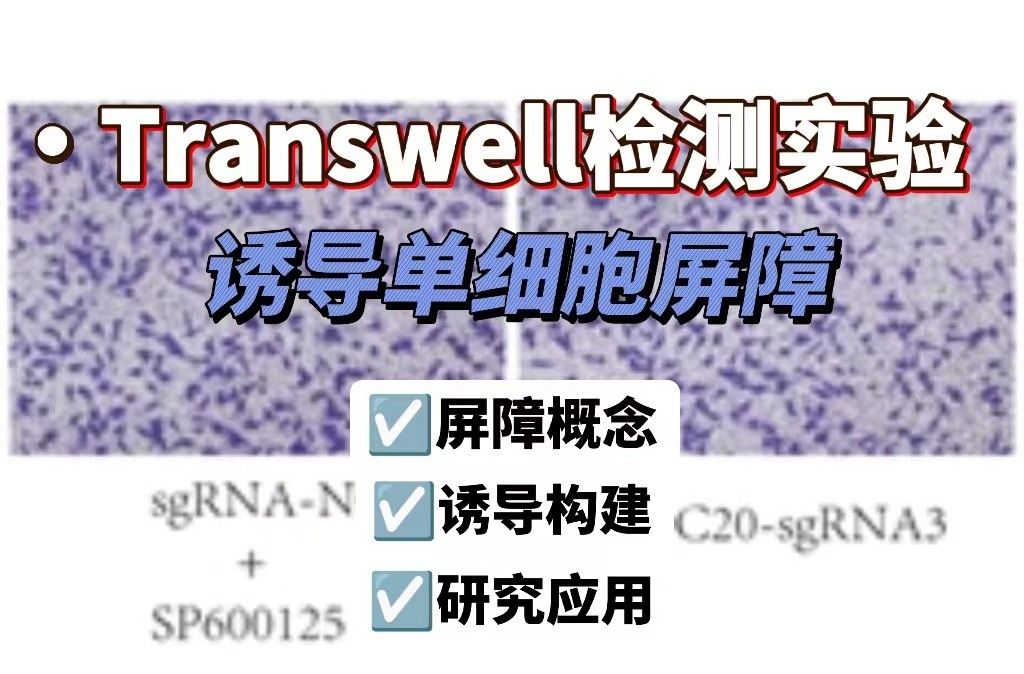 Transwell诱导单层细胞屏障