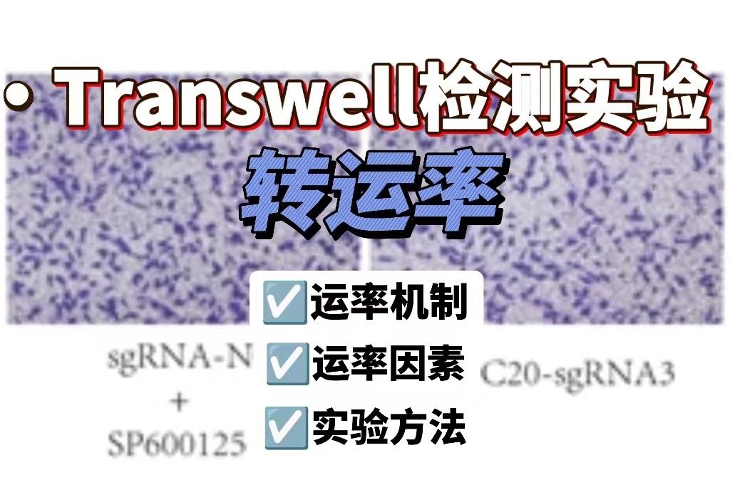 什么是Transwell转运率？