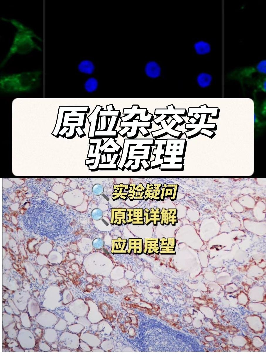 什么是原位杂交实验？（原位杂交实验外包）