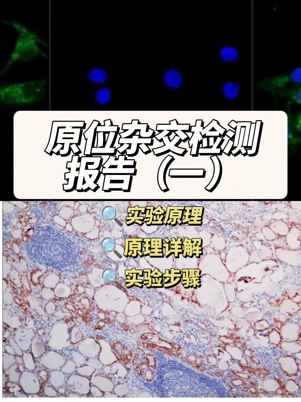 原位杂交检测实验报告（一）