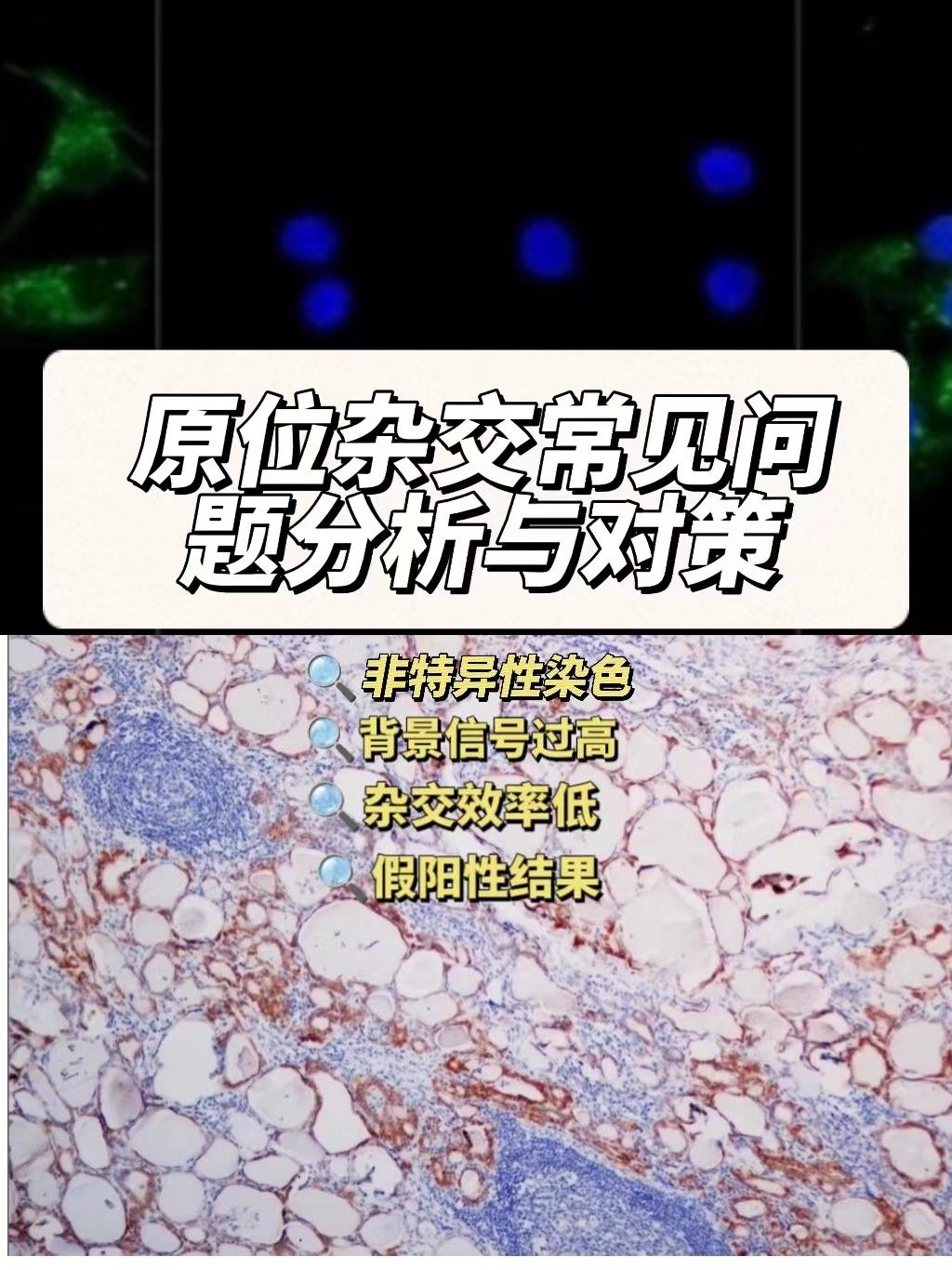 原位杂交常见问题的分析与对策