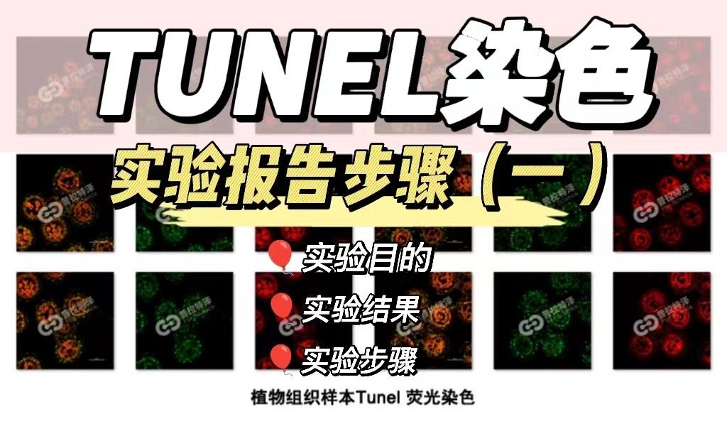 TUNEL检测实验报告（一）