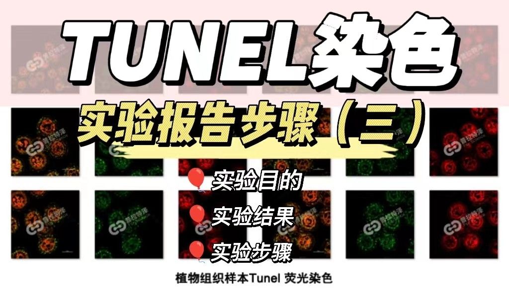 TUNEL检测实验报告（三）