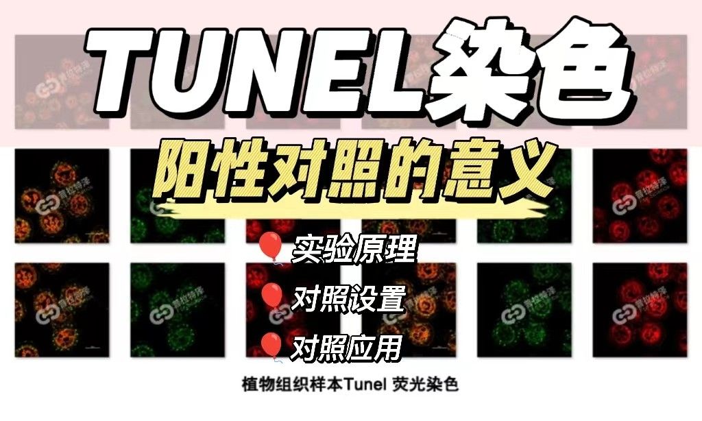 如何进行TUNEL染色阳性对照实验？