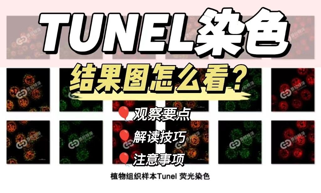 如何正确解读TUNEL染色结果图？【病理染色外包】