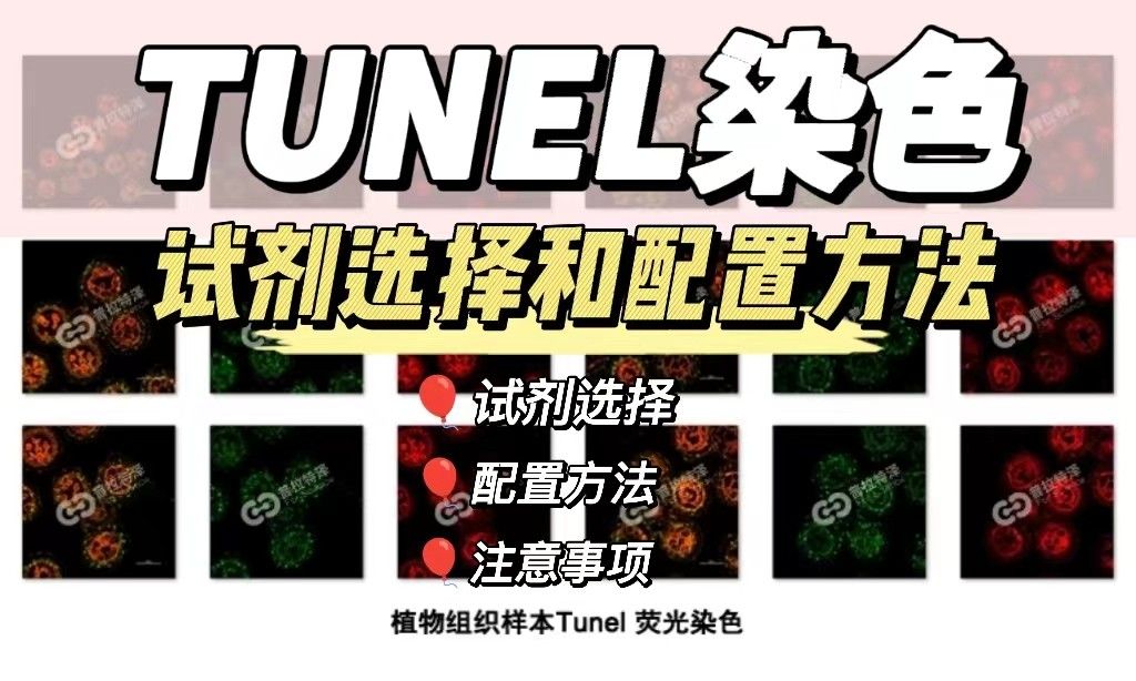 TUNEL染色实验试剂选择和配置方法