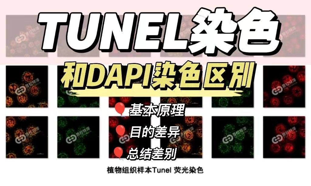 TUNEL染色和DAPI染色区别【干货分享】