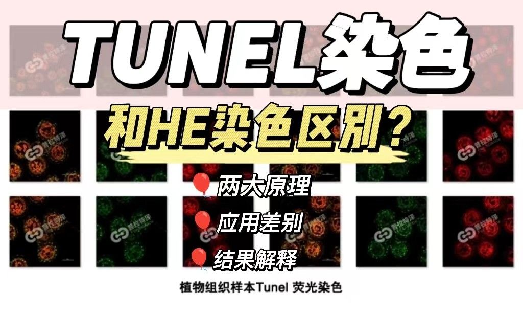 TUNEL染色和HE染色区别是什么？