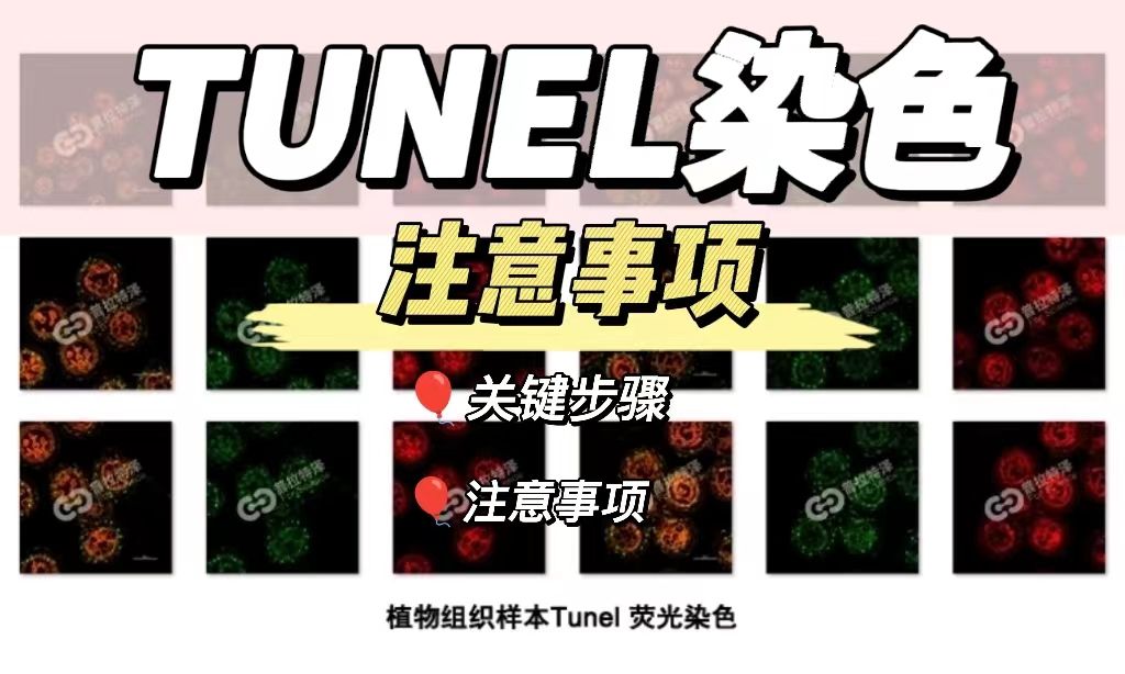 Tunnel染色实验注意事项