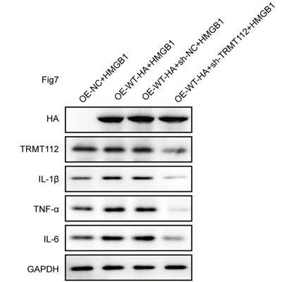 小鼠细胞WB实验
