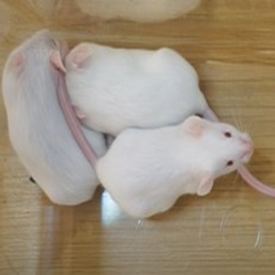 小鼠抽搐模型