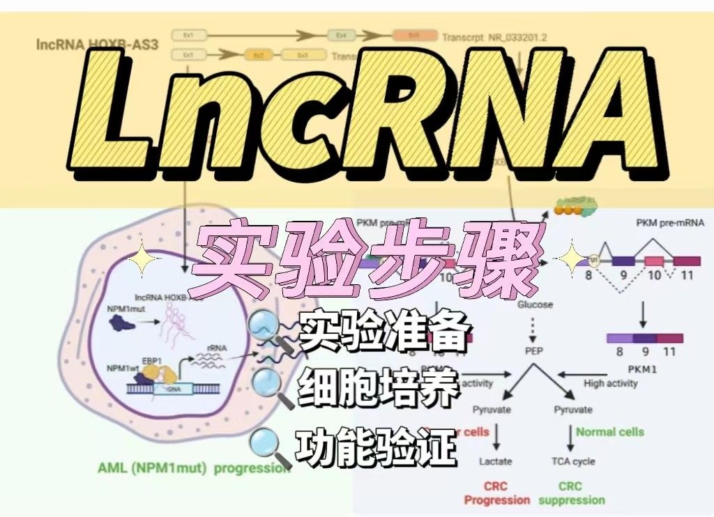 lncRNA实验步骤
