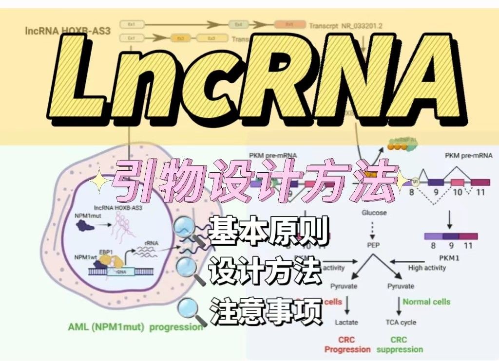 lncRNA引物设计的方法