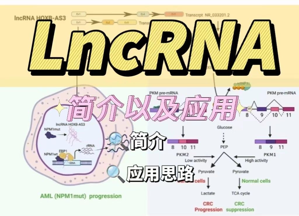 LncRNA简介以及应用