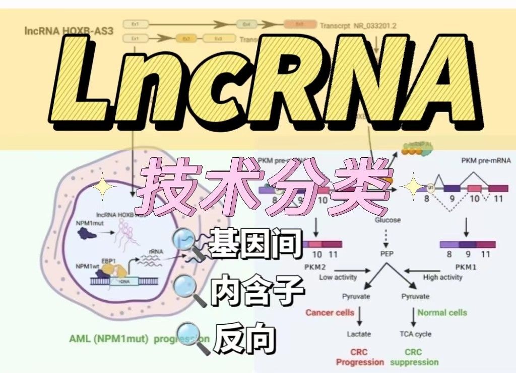 lncRNA技术分类【专业解析】