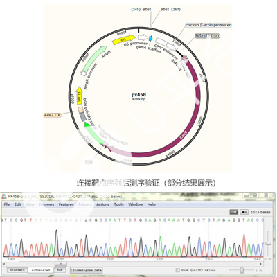 Cas9载体构建