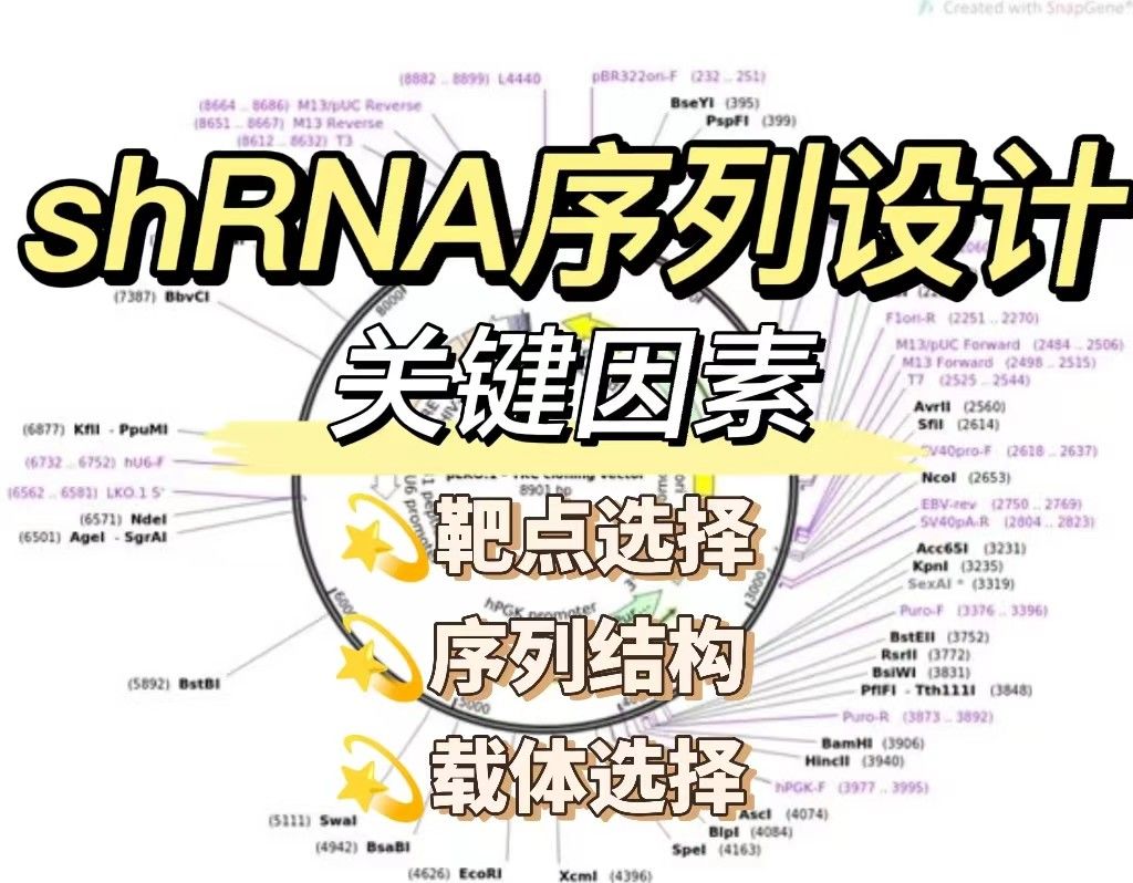 &zwnj;shRNA序列设计的关键因素【深度解析】