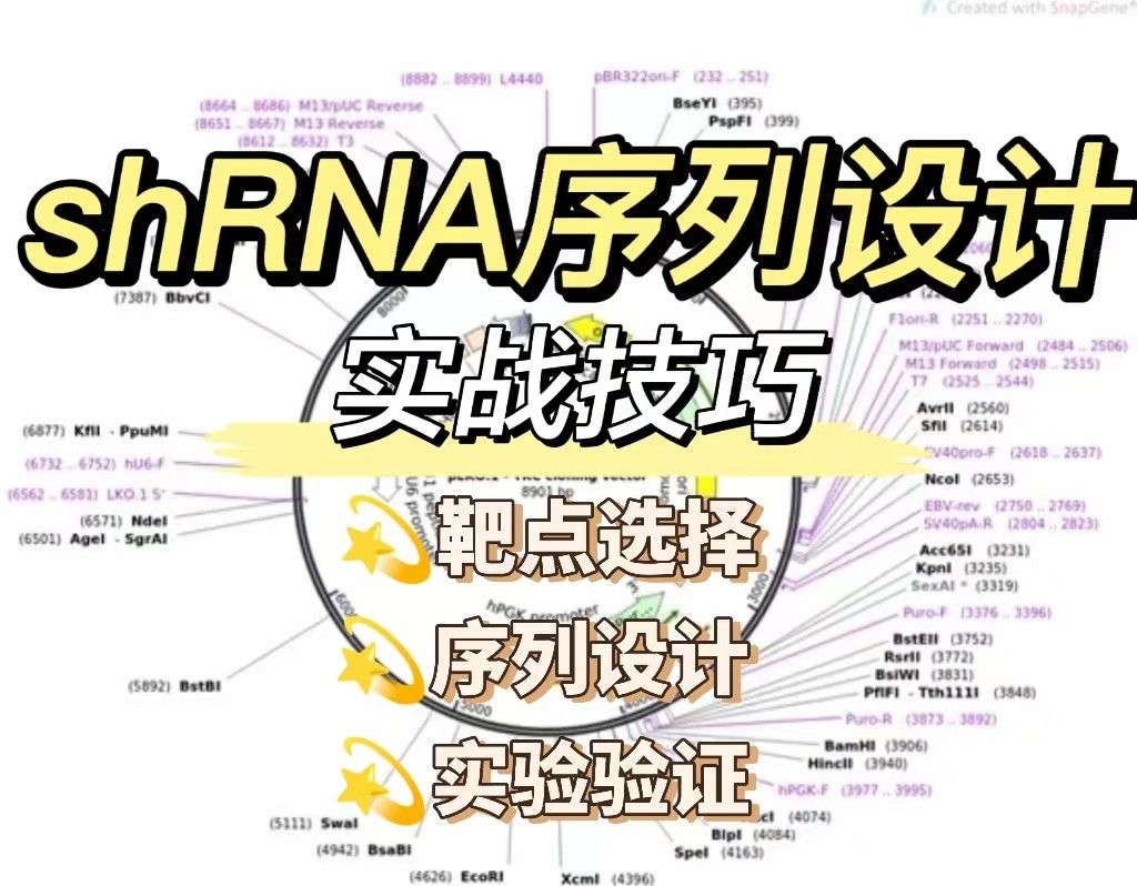 shRNA序列设计实战技巧：优化基因表达调控