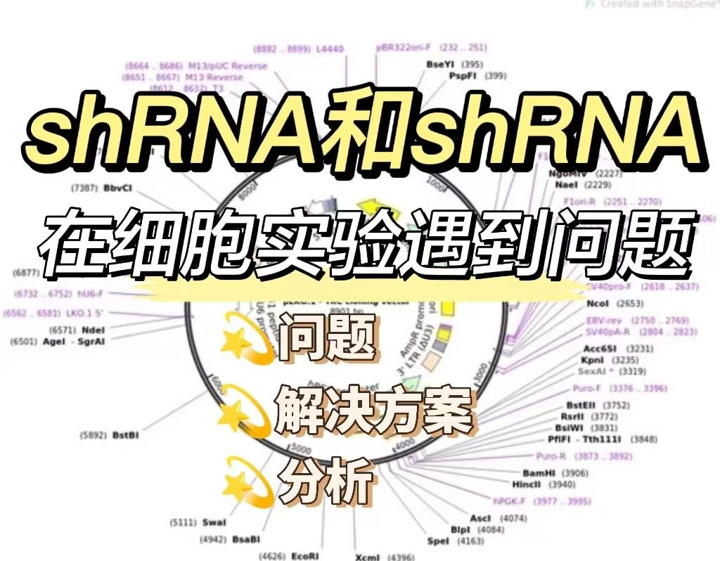 分析siRNA和shRNA在细胞实验中可能遇到的问题及相应的解决方案
