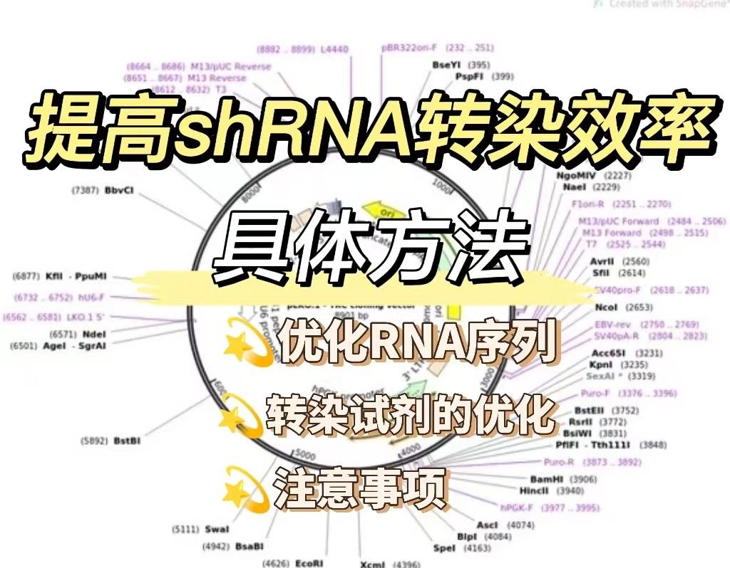 介绍提高shRNA转染效率的具体方法