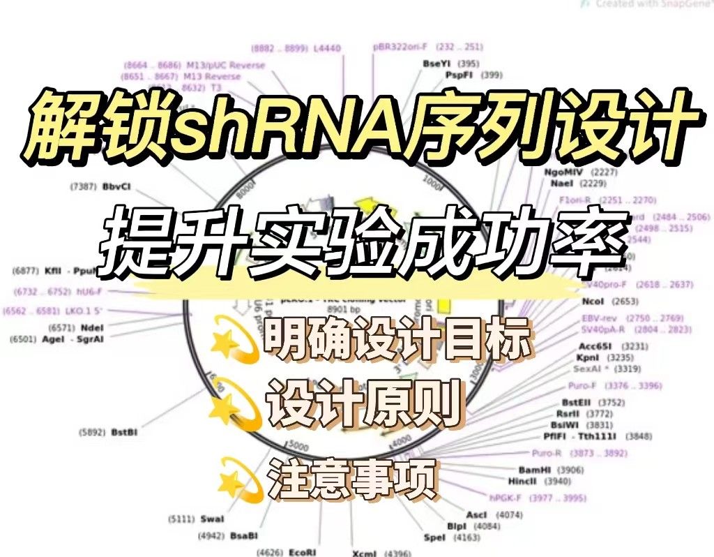 解锁shRNA序列设计的秘密【提升实验成功率】