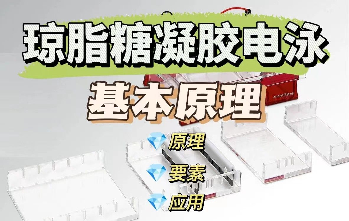 琼脂糖凝胶电泳原理