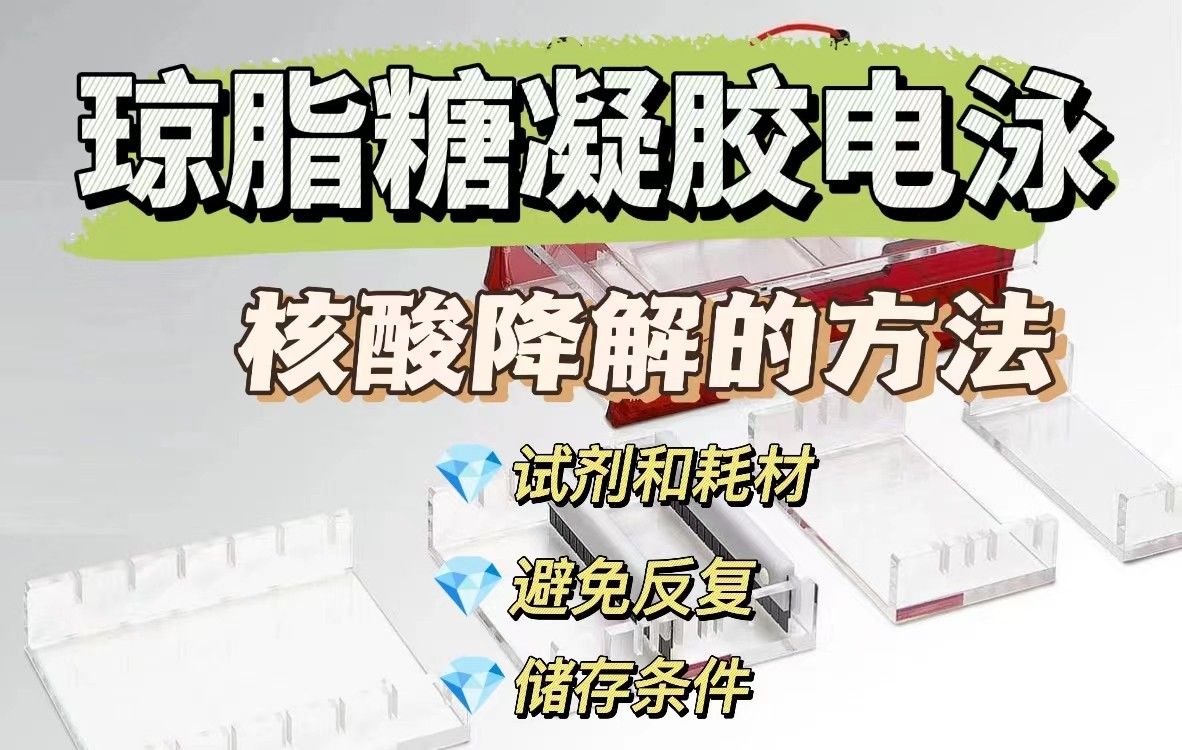 提供预防琼脂糖凝胶中核酸降解的方法