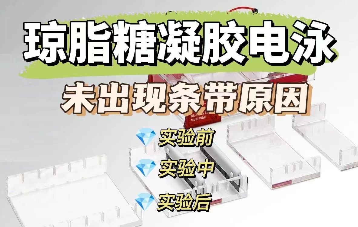关于琼脂糖凝胶电泳未出现条带的原因