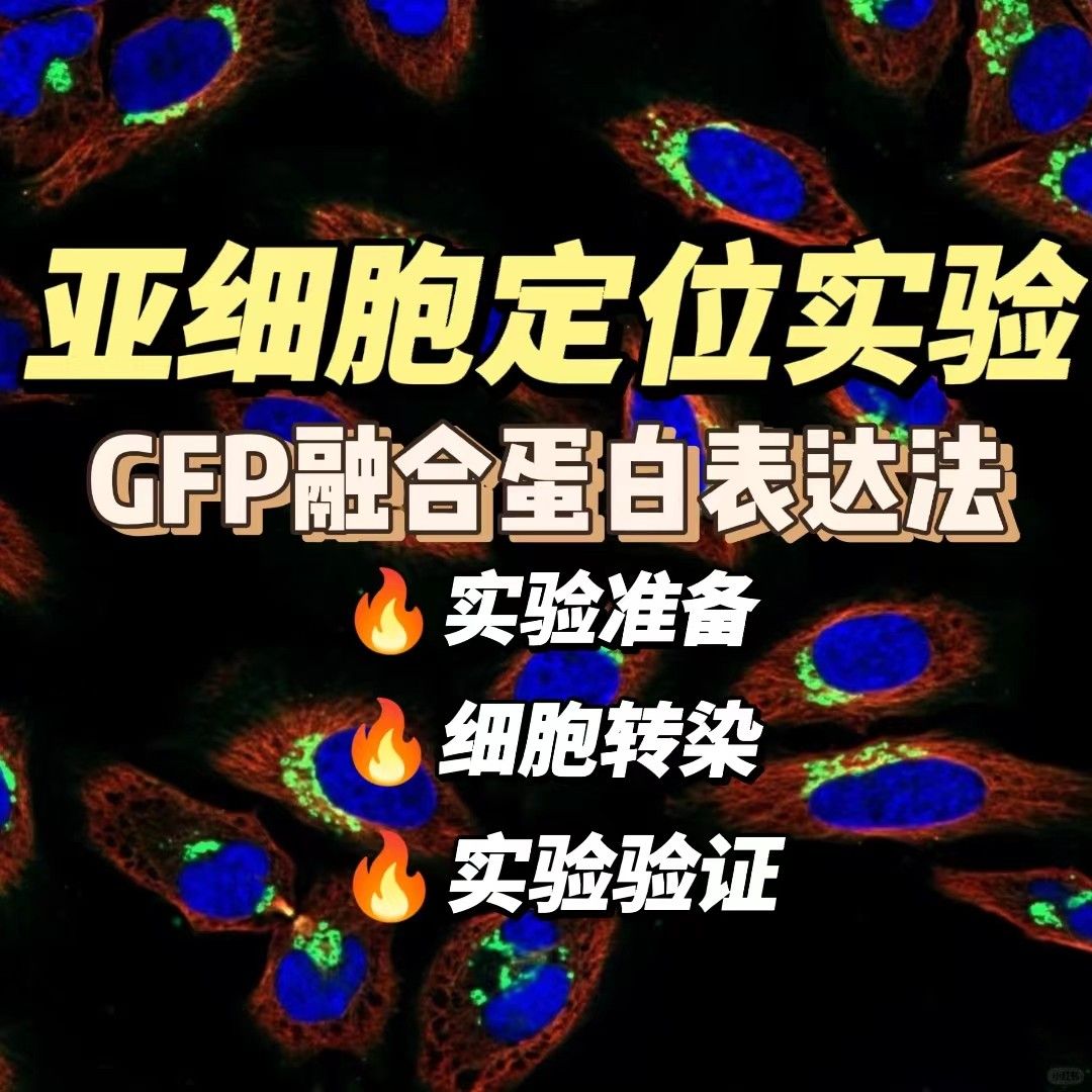 详细描述GFP融合蛋白表达法的实验过程