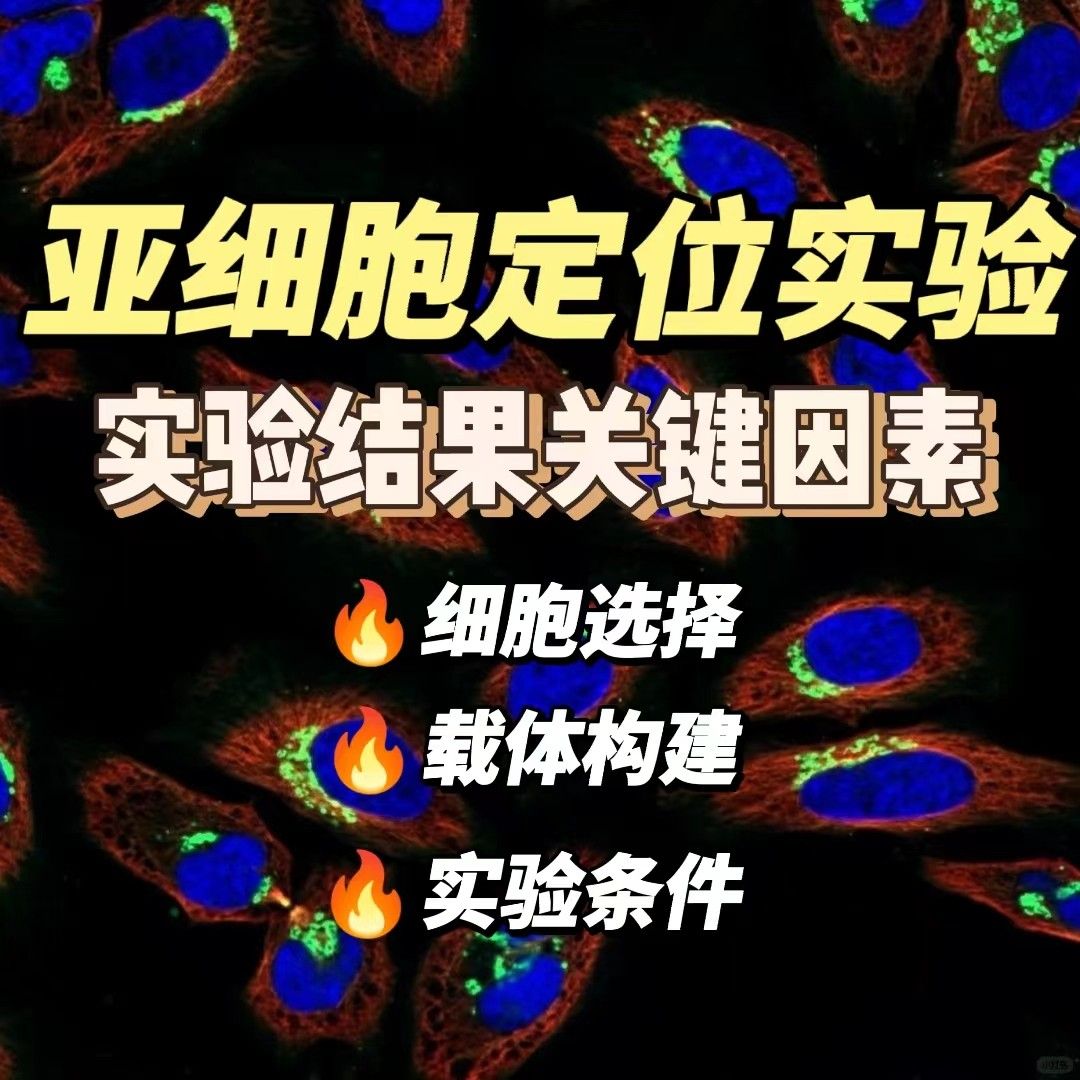 列举几个影响亚细胞定位实验结果的关键因素
