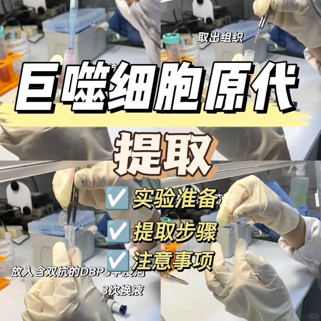 巨噬细胞原代提取