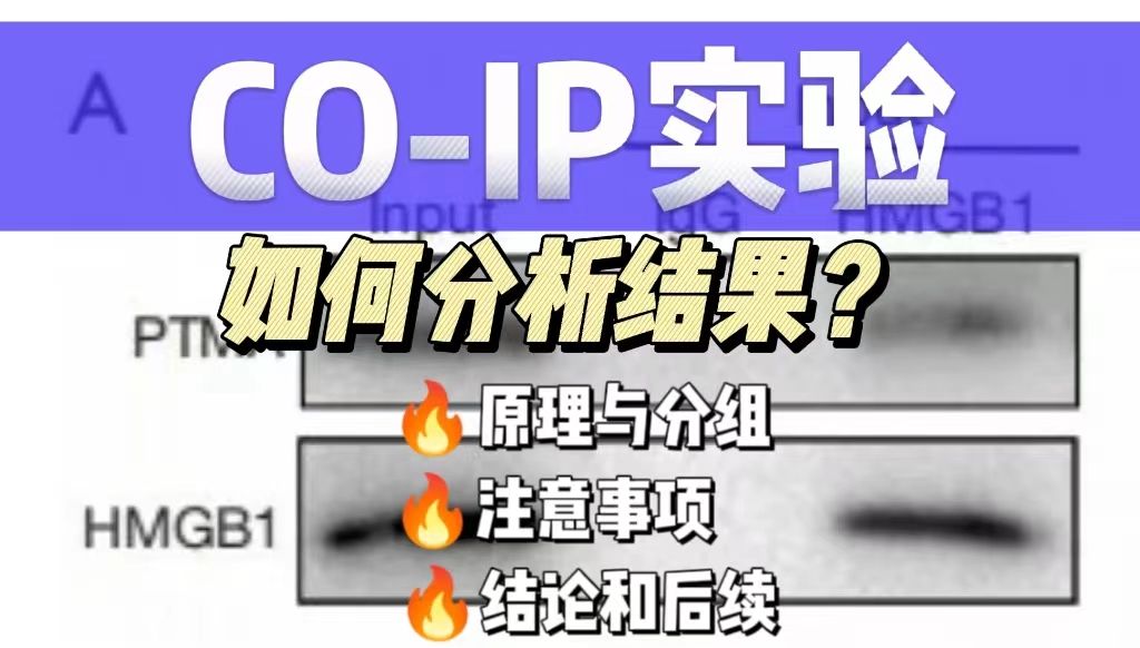 coip实验后，如何分析实验结果?