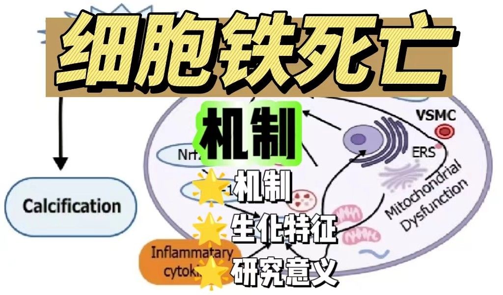 细胞铁死亡的机制