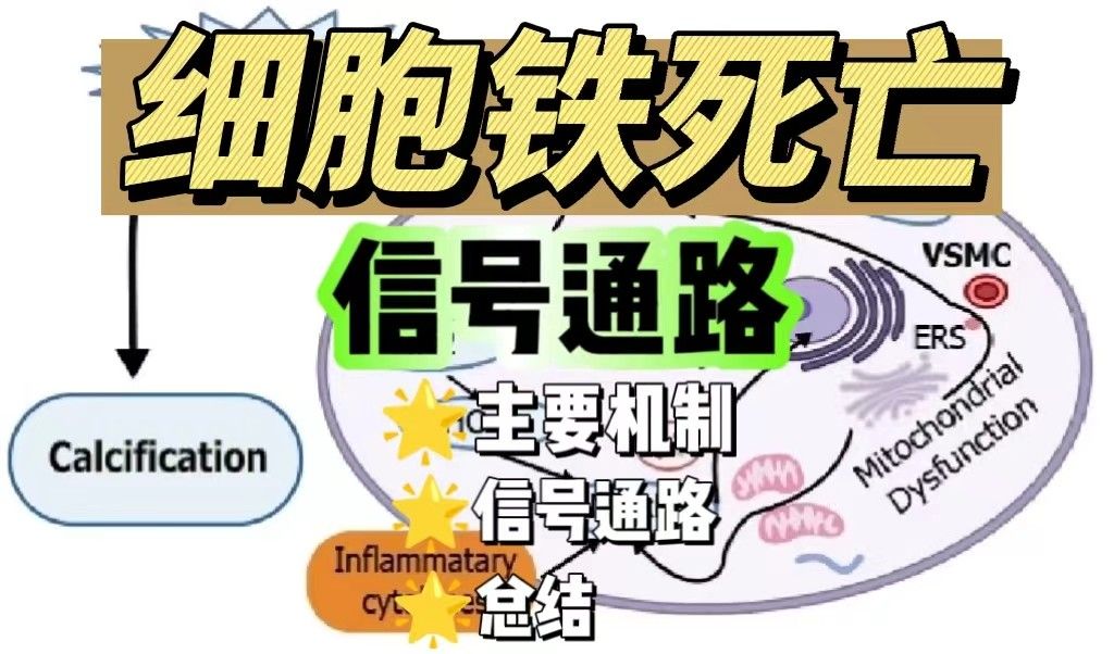 细胞铁死亡信号通路