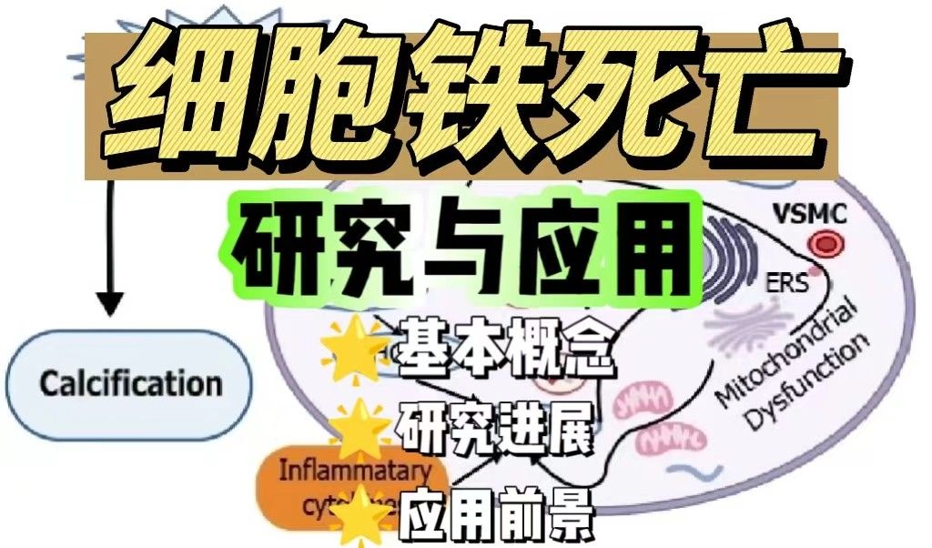 细胞铁死亡研究与应用整合