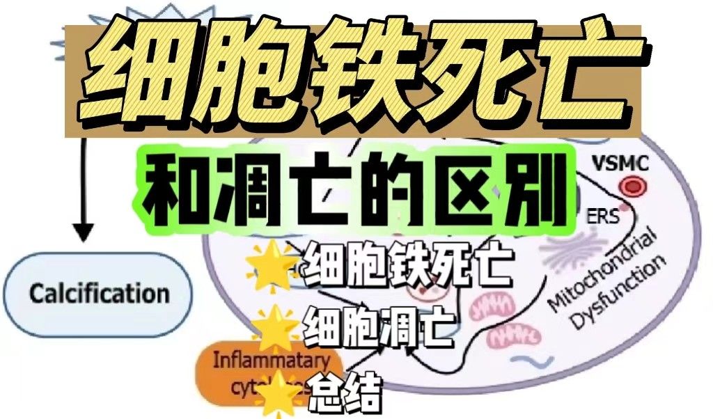 细胞铁死亡和凋亡的区别