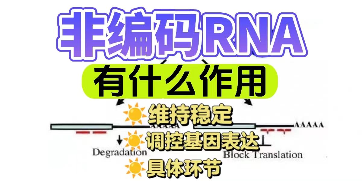 非编码RNA在细胞分裂中有什么作用？