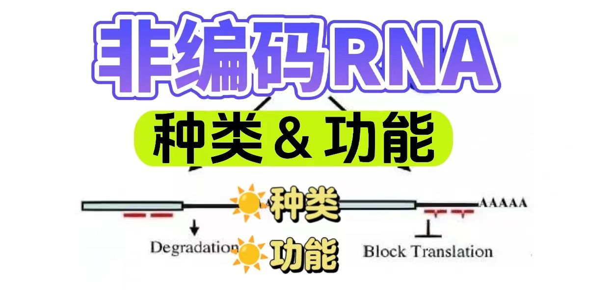 非编码RNA种类和功能