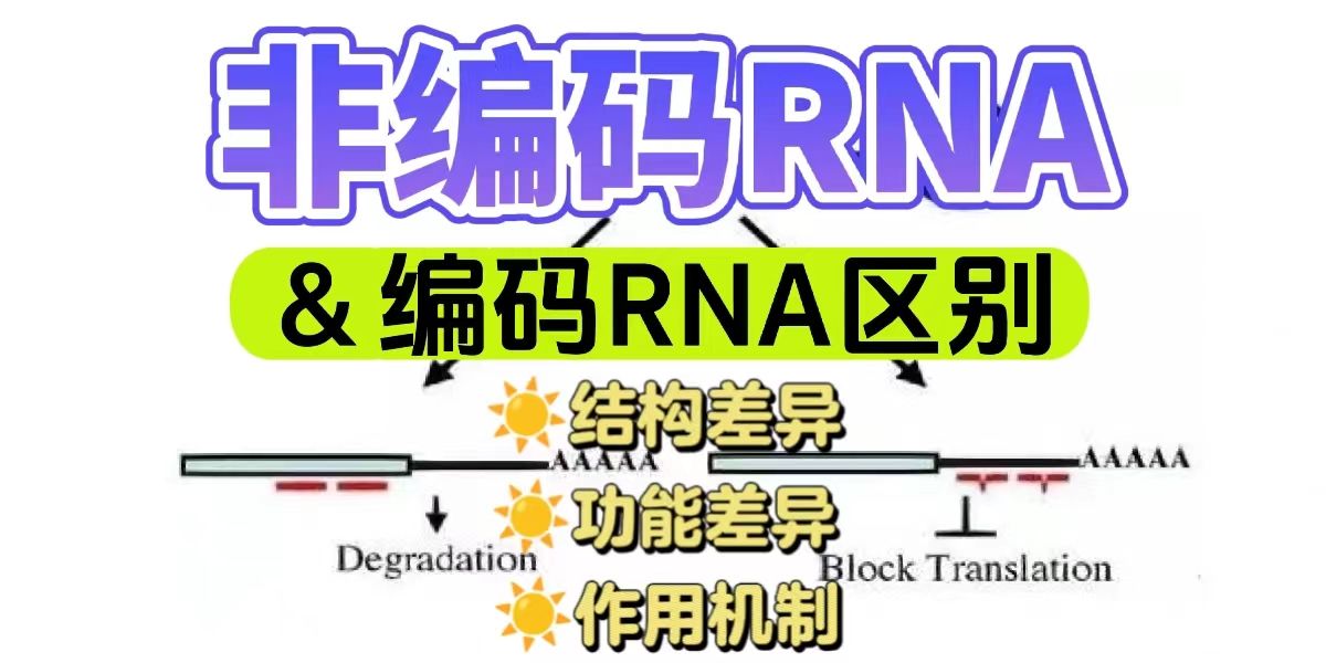 非编码RNA和编码RNA区别