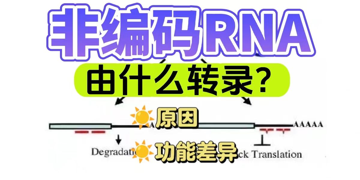 非编码RNA由什么转录？