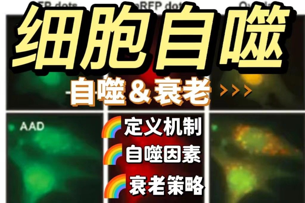 细胞自噬与衰老
